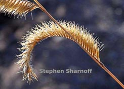 grass thumbnail graphic